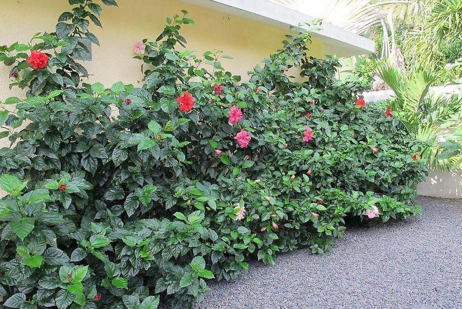 Villa Des Frangipanes ラ・ガウレット エクステリア 写真